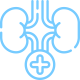 kidney